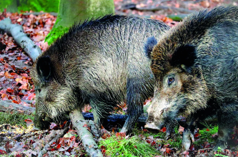 O impacto do javali na biosseguridade da produção suína