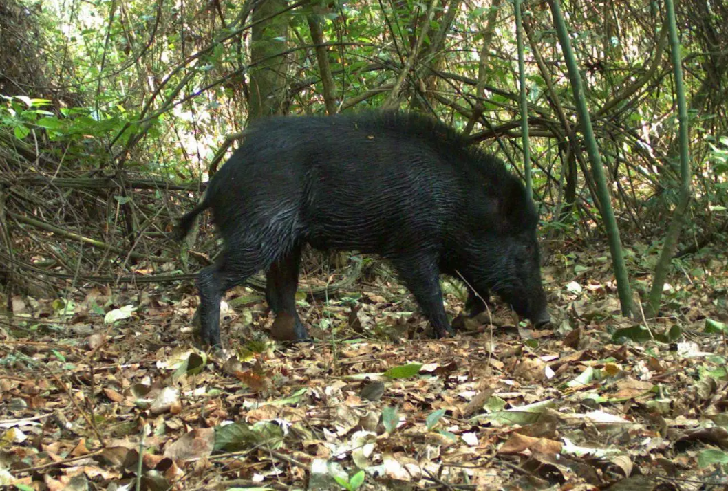Os dez anos – e muitos desafios – da autorização do controle de javali no Brasil