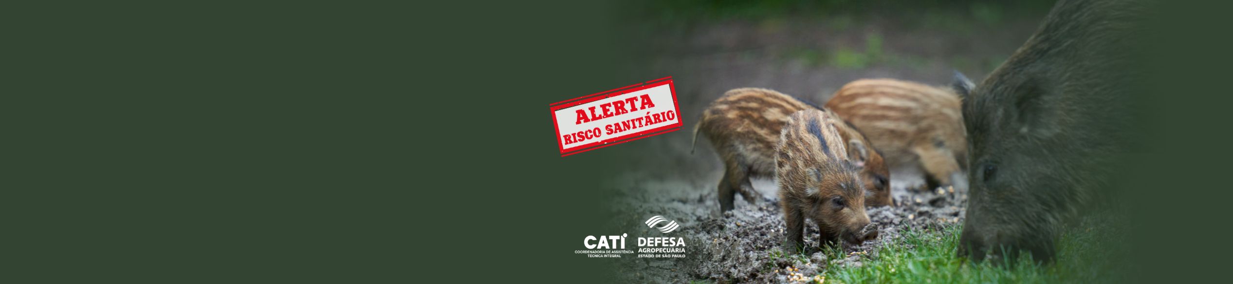Se avistar Javalis<br>Javaporcos soltos<br> ou em criação, <br>comunique a SAA