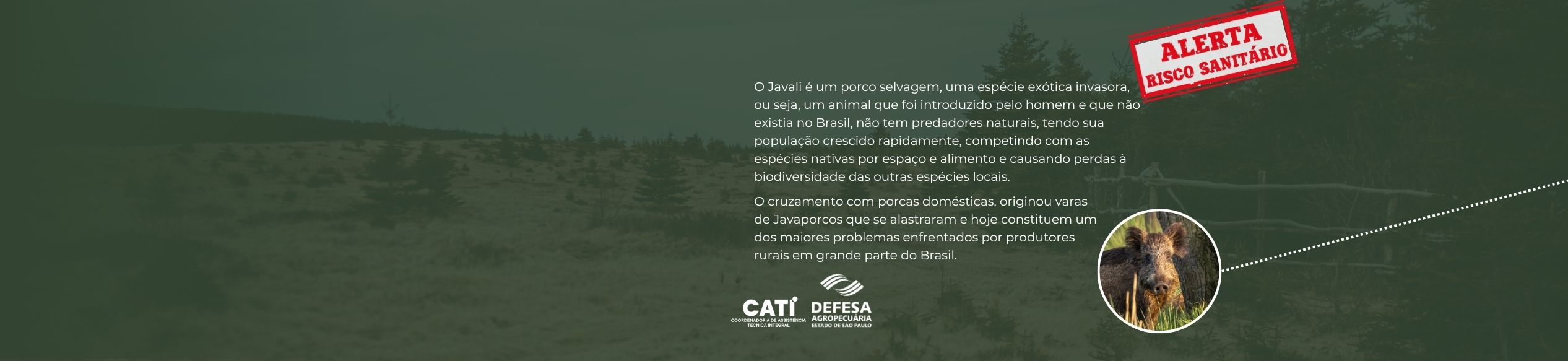 A criação de Javalis <br>e a comercialização<br> de sua carne são <br>proibidas por lei.