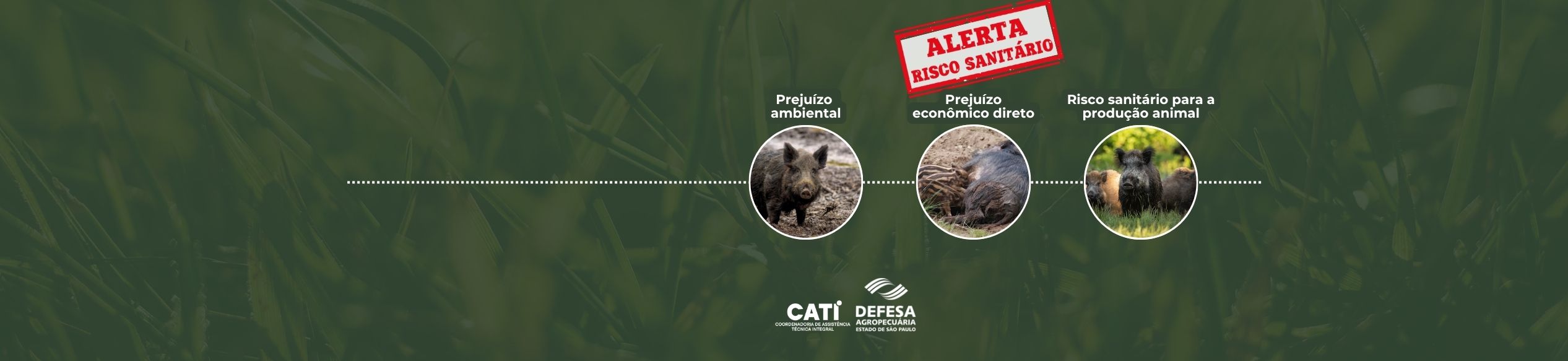 A bioinvasão causada por<br>Javalis e Javaporcos está<br>se disseminando por todo<br> o Brasil e, se não controlada,  <br>poderá acarretar um colapso <br> da pecuária nacional.