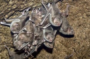 Raiva – pecuarista deve estar atento aos sintomas e às evidências, bem como evitar os riscos