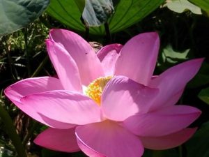 Do lótus, o renkon, uma iguaria da culinária asiática