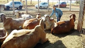 Instituto de Zootecnia comprova aumento da produtividade de vacas leiteiras que recebem carinho