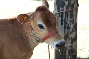 Vacinação contra a brucelose no estado de São Paulo registra novo recorde em 2021