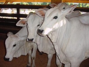 São Paulo atinge quase 100% de cobertura vacinal contra febre aftosa