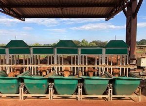 Pesquisa estuda o efeito do estresse térmico em bovinos de corte, fator limitante para produção de carne de alta qualidade