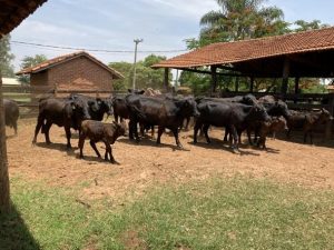 Parceria entre IZ e criador de Angus auxilia na identificação de genes relacionados à resistência à babesiose bovina