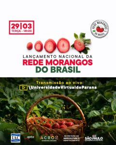 Rede Morangos do Brasil será lançada nesta terça, 29