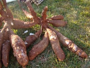 II Seminário da Agricultura Familiar na Alta Paulista: Diversificação e Novas Alternativas de Cultivos será realizado neste 17 de março