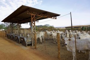 Centro de Pecuária Sustentável do IZ visa transferir tecnologia para todo Brasil