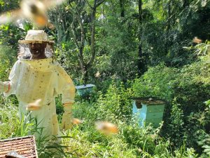 Sanidade das Abelhas é atração na Agrishow e produtores podem obter informações sobre o manejo da espécie