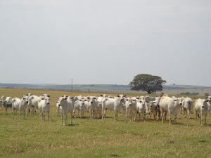 Em 1º de maio tem início a Campanha de Vacinação contra a febre aftosa no estado de São Paulo