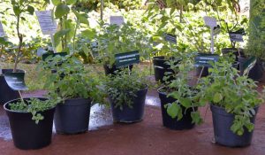 Estande da Secretaria de Agricultura traz plantas aromáticas para a Agrishow, maior feira de máquinas agrícolas do mundo