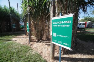 IAC apresenta novas variedades de cana e incentiva produção sustentável