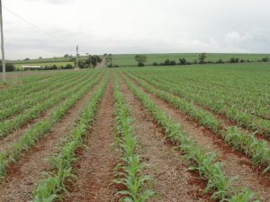 Secretaria de Agricultura e Abastecimento de SP comemora, nesse 15 de abril, o Dia Nacional da Conservação do Solo