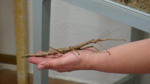 Planeta Inseto: nova proposta expográfica amplia conteúdo educativo para Fundamental II e valoriza a acessibilidade na comemoração de seus 12 anos