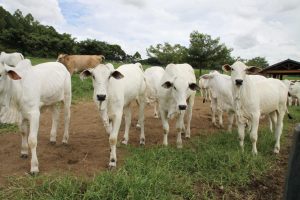 31 de maio é o último dia para vacinar bovinos e bubalinos contra a febre aftosa no Estado de São Paulo