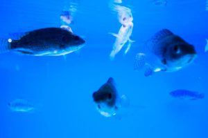 FEAP expõe detalhes da linha de financiamento para a piscicultura na Aquishow