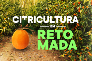 Setor citrícola espera retomada da produção de laranja na safra 2022/2023