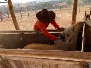 Campanha de vacinação contra a febre aftosa termina em 31 de maio