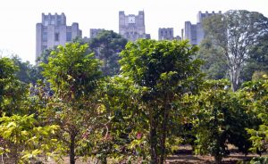 Sabor da Colheita: população poderá colher cafés do maior cafezal urbano do mundo