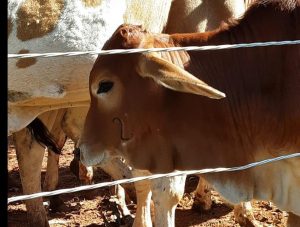Produtores têm até fim do mês para vacinarem rebanho contra Brucelose