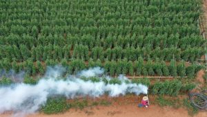 Com previsão de geada, produtores rurais do Estado de São Paulo investem em medidas para proteger suas plantações