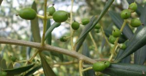 IAC e APTA Regional realizam evento para debater a cadeia produtiva da olivicultura