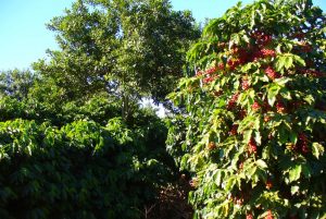 Cultivo consorciado de café com macadâmia é 215% mais produtivo e 3,2 vezes mais rentável do que sistema tradicional