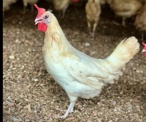 Notificações auxiliam Defesa Agropecuária a identificar foco de doenças em animais