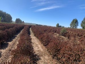 Secretaria de Agricultura alerta para geada no Estado de São Paulo