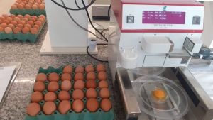 IZ atua no desenvolvimento de pesquisas em diferentes sistemas de produção avícola