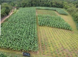 Na FEIBANANA 2022, APTA Regional apresenta pesquisas que podem dobrar produtividade da fruta no Vale do Ribeira