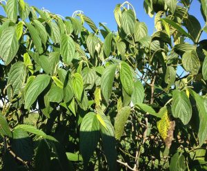 Os aspectos agronômicos e regulatórios de óleos essenciais em medicamentos serão abordados pelo IAC em webinar