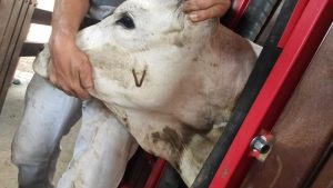 Vacinação contra Brucelose entra na reta final