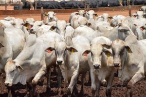 Defesa Agropecuária realiza série de palestras sobre Febre Aftosa