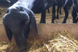 Dietas alternativas de alta energia para cordeiros e borregos em terminação é tema de curso do IZ