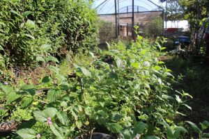 IAC completa 135 anos com lançamento de cultivar inédita no mundo