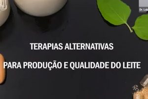 Benefícios aos animais, produtores e consumidores: terapias alternativas na produção e qualidade do leite são estudadas no IZ