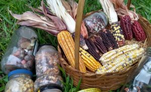 1º Encontro sobre Sementes Crioulas é realizado da região Leste do Estado de São Paulo