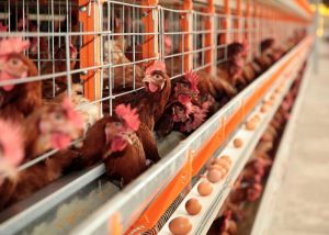 Atividade irá apresentar a atual situação epidemiológica da Laringotraqueíte Infecciosa das Aves no Bolsão de Bastos