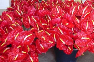 Secretaria de Agricultura e Abastecimento de SP apresenta ações durante a 27ª Hortitec