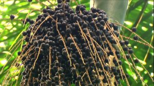 Comissões Regionais da Baixada Santista e Vale do Ribeira discutem segurança alimentar