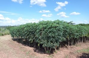 APTA realiza Dia de Campo voltado à mandioca de indústria no Oeste Paulista