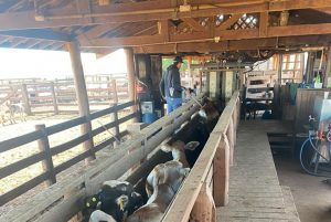 7 de junho é prazo final para declaração de vacinação contra Febre Aftosa