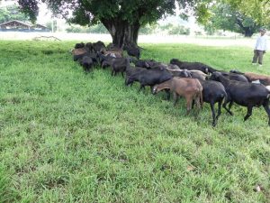 IZ realiza venda de ovinos da raça Santa Inês