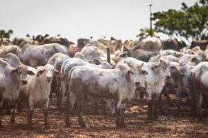 Prazo para declaração de vacinação contra Febre Aftosa e Brucelose se encerra nesta terça-feira