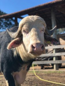 Defesa Agropecuária realiza atividade que vai simular foco de Febre Aftosa no Estado de São Paulo