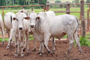 APTA Regional de Colina realiza terceira edição do BeefDay – Ciência à favor do campo